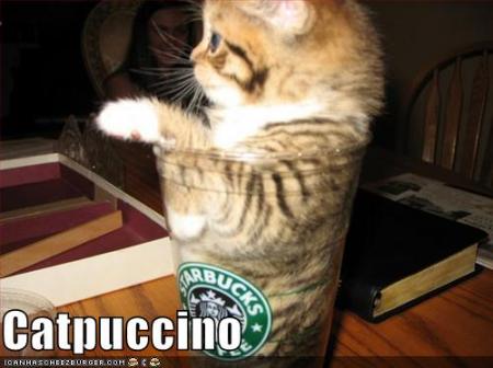 funny-pictures-coffee-cats-copy-3